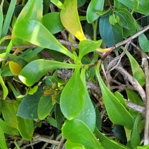 Scaevola calendulacea at Coffs Harbour, NSW - 2 Nov 2022