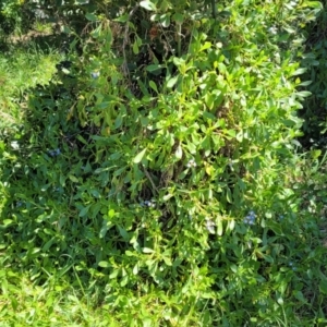 Scaevola calendulacea at Coffs Harbour, NSW - 2 Nov 2022