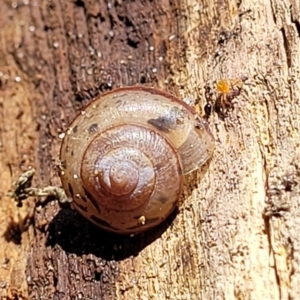 Bradybaena similaris at Coffs Harbour, NSW - 2 Nov 2022