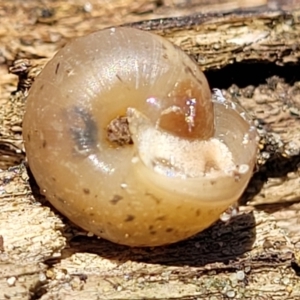 Bradybaena similaris at Coffs Harbour, NSW - 2 Nov 2022