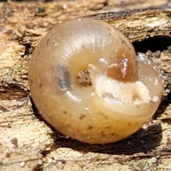 Bradybaena similaris at Coffs Harbour, NSW - 2 Nov 2022