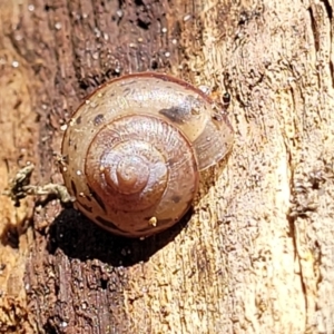 Bradybaena similaris at Coffs Harbour, NSW - 2 Nov 2022 01:36 PM