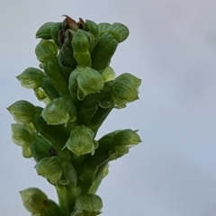 Microtis sp. (Onion Orchid) at Wanniassa Hill - 2 Nov 2022 by Mike