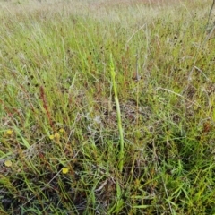 Microtis sp. at Jerrabomberra, ACT - suppressed