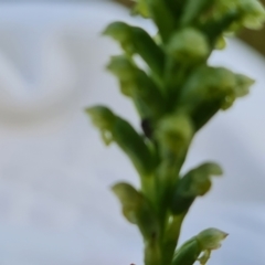 Microtis sp. at Jerrabomberra, ACT - 2 Nov 2022