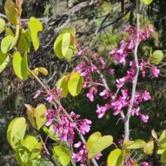 Cercis siliquastrum (Judas Tree) at Jerrabomberra, ACT - 2 Nov 2022 by Mike