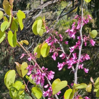 Cercis siliquastrum (Judas Tree) at Jerrabomberra, ACT - 2 Nov 2022 by Mike