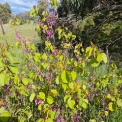 Cercis siliquastrum at Jerrabomberra, ACT - 2 Nov 2022