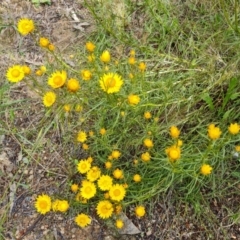 Xerochrysum viscosum (Sticky Everlasting) at Jerrabomberra, ACT - 2 Nov 2022 by Mike