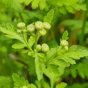 Tanacetum parthenium at Jerrabomberra, ACT - 2 Nov 2022