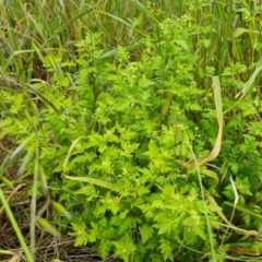 Tanacetum parthenium at Jerrabomberra, ACT - 2 Nov 2022