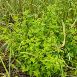 Tanacetum parthenium at Jerrabomberra, ACT - 2 Nov 2022 04:00 PM