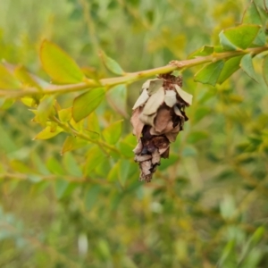 Hyalarcta huebneri at Jerrabomberra, ACT - 2 Nov 2022