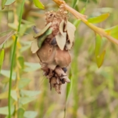 Hyalarcta huebneri at Jerrabomberra, ACT - 2 Nov 2022