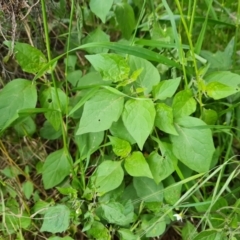 Solanum nigrum (Black Nightshade) at Isaacs Ridge and Nearby - 2 Nov 2022 by Mike