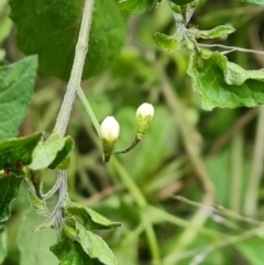 Solanum nigrum at Jerrabomberra, ACT - 2 Nov 2022