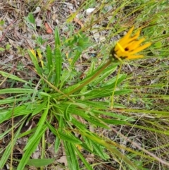 Gazania x splendens (Gazania) at Wanniassa Hill - 2 Nov 2022 by Mike