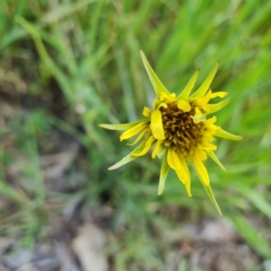 Tragopogon dubius at Jerrabomberra, ACT - 2 Nov 2022