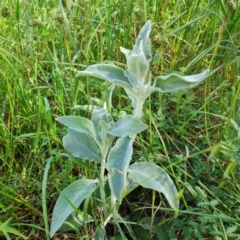 Stachys byzantina (Lambs Ears) at Jerrabomberra, ACT - 2 Nov 2022 by Mike