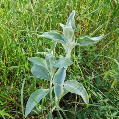Stachys byzantina (Lambs Ears) at Isaacs Ridge and Nearby - 2 Nov 2022 by Mike