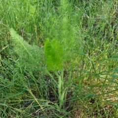 Foeniculum vulgare (Fennel) at Jerrabomberra, ACT - 2 Nov 2022 by Mike