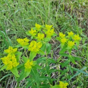 Euphorbia oblongata at Jerrabomberra, ACT - 2 Nov 2022