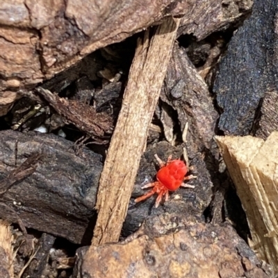 Trombidiidae (family) (Red velvet mite) at Wingecarribee Local Government Area - 30 Oct 2022 by GlossyGal