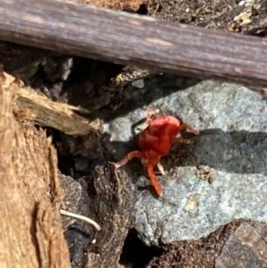 Trombidiidae (family) at Burradoo, NSW - 30 Oct 2022