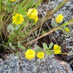 Trifolium campestre at Jerrabomberra, ACT - 2 Nov 2022