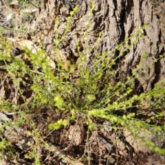 Galium gaudichaudii (Rough Bedstraw) at Wanniassa Hill - 2 Nov 2022 by Mike