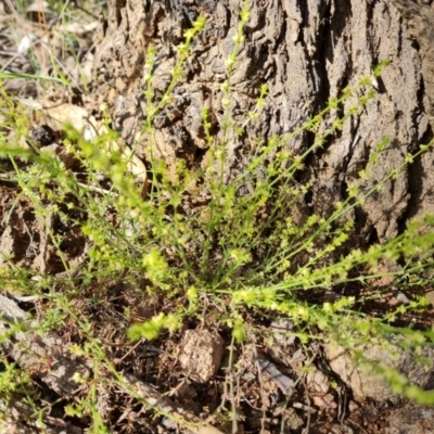 Galium gaudichaudii (Rough Bedstraw) at Jerrabomberra, ACT - 2 Nov 2022 by Mike