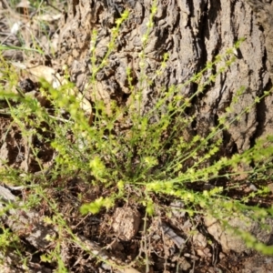 Galium gaudichaudii at Jerrabomberra, ACT - 2 Nov 2022