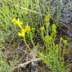 Pimelea curviflora (Curved Rice-flower) at Wanniassa Hill - 2 Nov 2022 by Mike