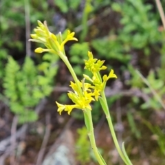 Pimelea curviflora at Jerrabomberra, ACT - 2 Nov 2022 04:49 PM