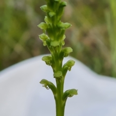 Microtis sp. (Onion Orchid) at Jerrabomberra, ACT - 2 Nov 2022 by Mike
