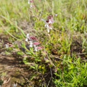 Silene gallica var. gallica at Jerrabomberra, ACT - 2 Nov 2022 04:40 PM