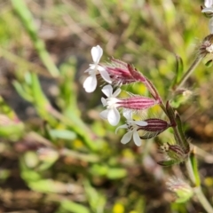 Silene gallica var. gallica at Jerrabomberra, ACT - 2 Nov 2022