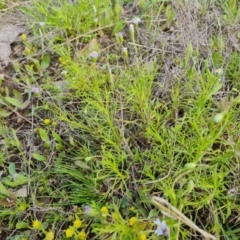Vittadinia muelleri (Narrow-leafed New Holland Daisy) at Wanniassa Hill - 2 Nov 2022 by Mike