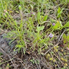 Vittadinia muelleri at Jerrabomberra, ACT - 2 Nov 2022