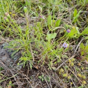 Vittadinia muelleri at Jerrabomberra, ACT - 2 Nov 2022