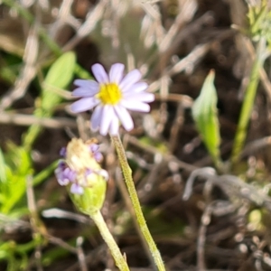 Vittadinia muelleri at Jerrabomberra, ACT - 2 Nov 2022