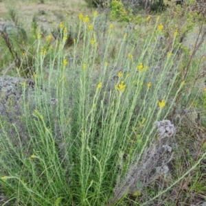 Chrysocephalum semipapposum at Jerrabomberra, ACT - 2 Nov 2022