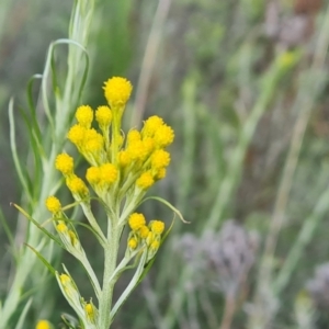 Chrysocephalum semipapposum at Jerrabomberra, ACT - 2 Nov 2022