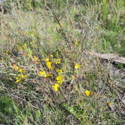 Hibbertia obtusifolia (Grey Guinea-flower) at Jerrabomberra, ACT - 2 Nov 2022 by Mike