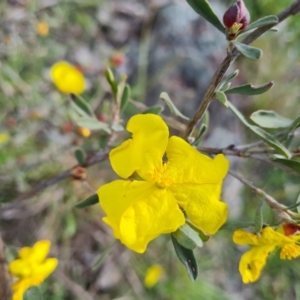Hibbertia obtusifolia at Jerrabomberra, ACT - 2 Nov 2022