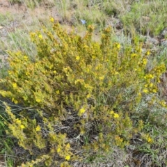 Hibbertia calycina (Lesser Guinea-flower) at Wanniassa Hill - 2 Nov 2022 by Mike