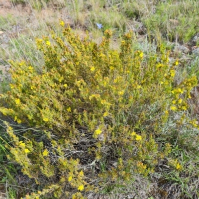 Hibbertia calycina (Lesser Guinea-flower) at Jerrabomberra, ACT - 2 Nov 2022 by Mike