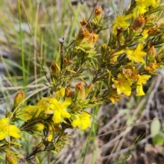 Hibbertia calycina at Jerrabomberra, ACT - 2 Nov 2022 04:32 PM