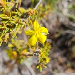 Hibbertia calycina at Jerrabomberra, ACT - 2 Nov 2022 04:32 PM