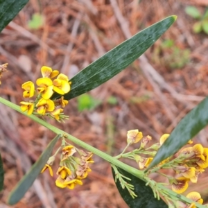 Daviesia mimosoides subsp. mimosoides at Isaacs, ACT - 2 Nov 2022